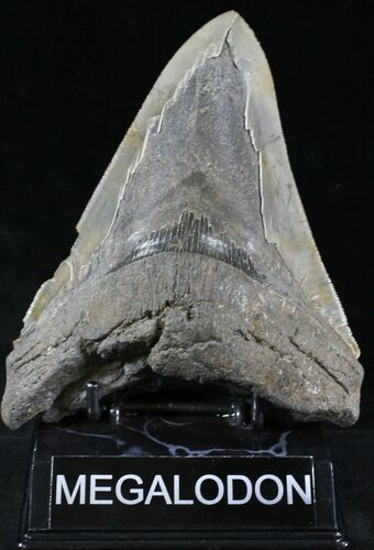 Giant, Serrated Megalodon Tooth - South Carolina #23735